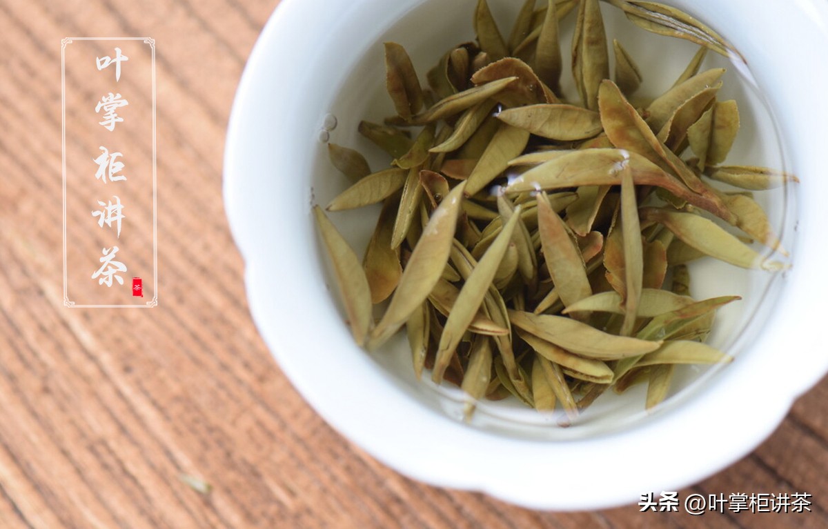 白毫银针出自哪里,白毫银针是什么茶树产的