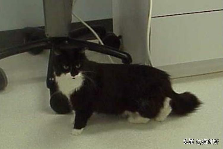 猫咪的腿瘸了可以用什么方法治疗,猫咪没有受伤但是瘸吃什么药