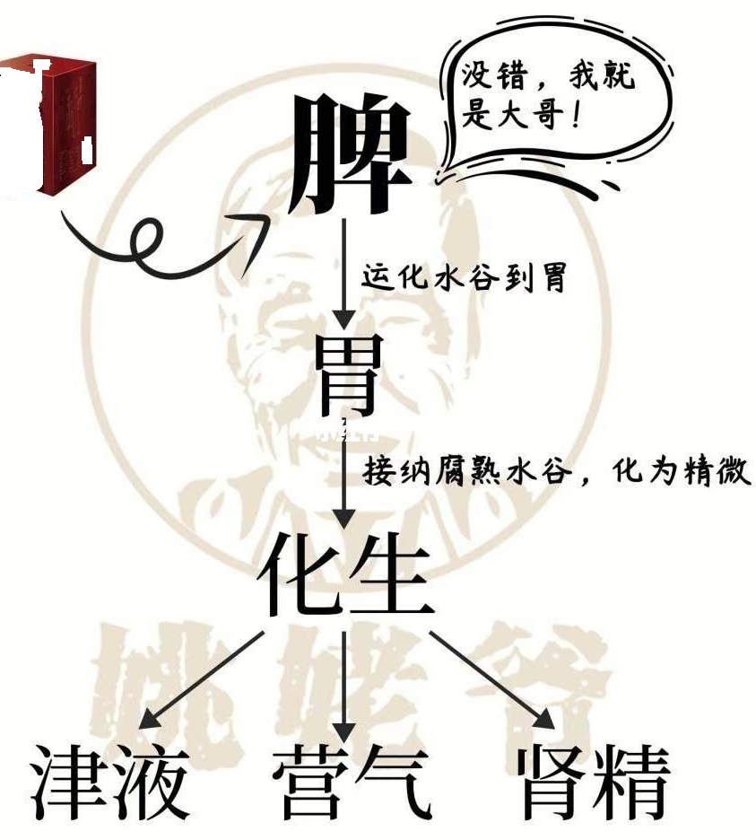 脾虚常用的四个中成药你了解多少,脾虚常用的中成药有哪些