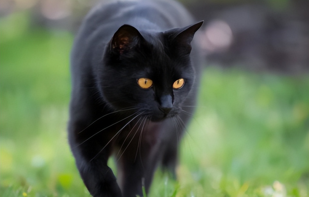 旺财家猫,猫咪旺财的10个特征