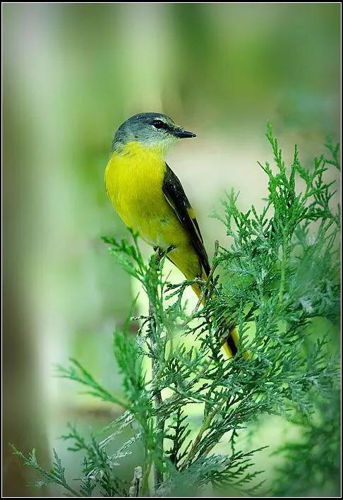 世界最美山水花鸟高清图片,精美山水花鸟图片大全