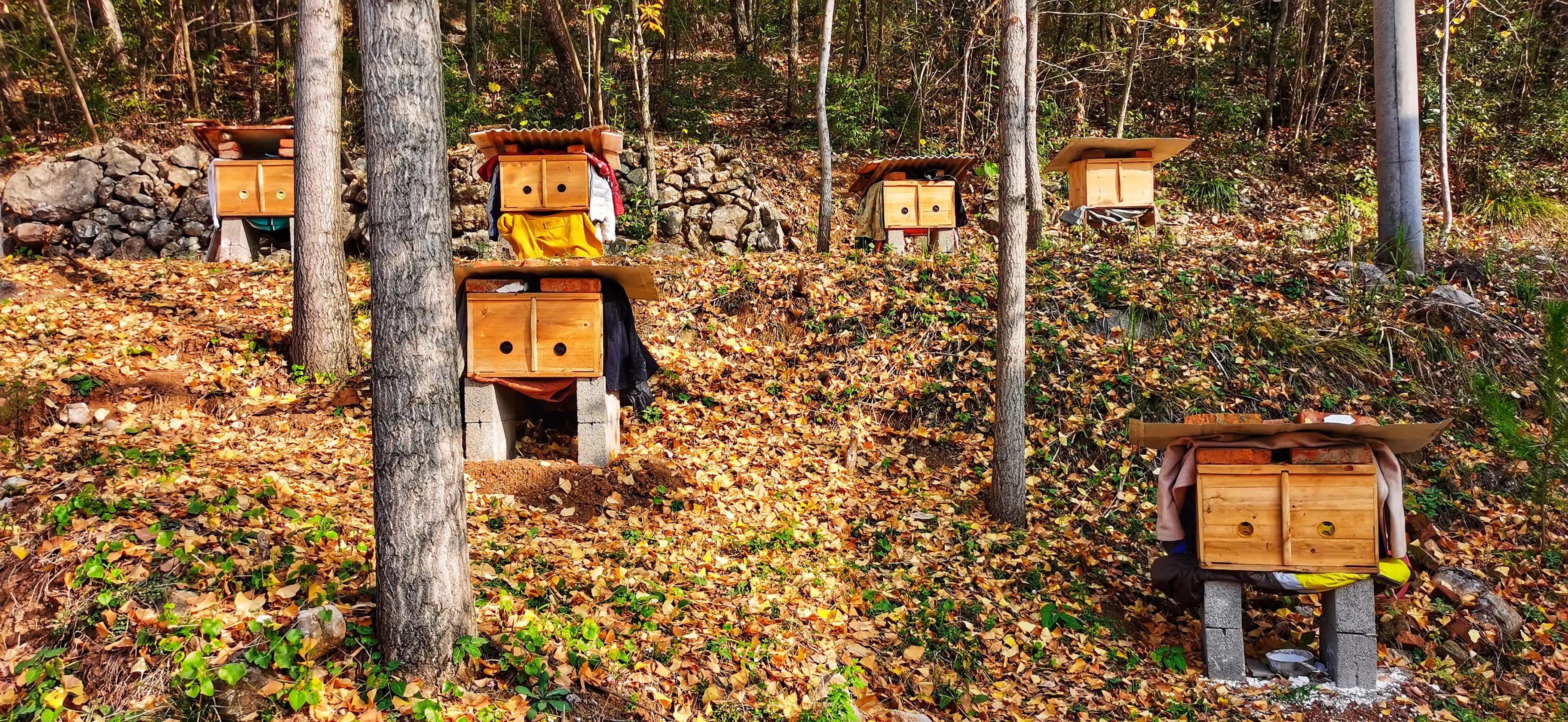 蜜蜂嗡嗡*花采**忙秋风送爽带蜜香，甜蜜事业甜蜜歌，蜜蜂酿蜜乐山乡