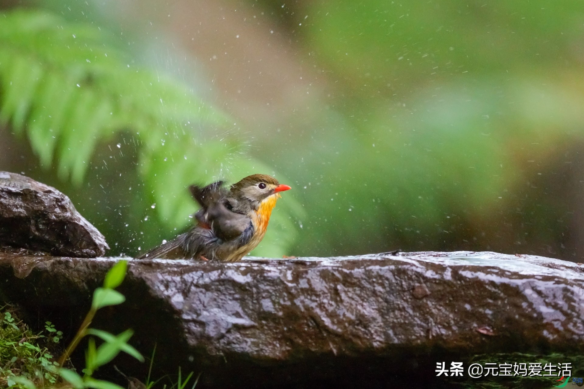 鸟窝怎么防大雨,鸟窝下雨天怎么处理