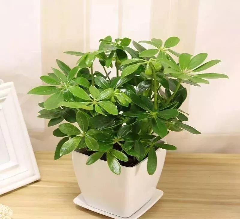 吸甲醛超强的十五种植物,新房如何种植去甲醛植物