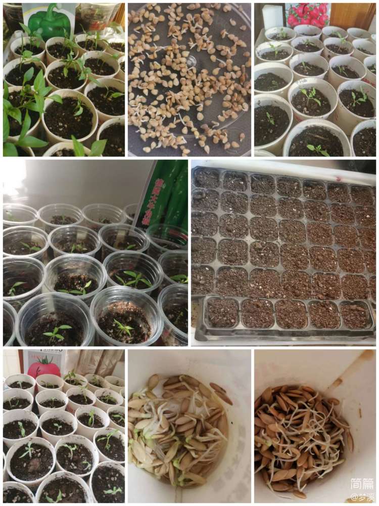 九中社会实践活动记录,四年级寒假劳动实践活动记录