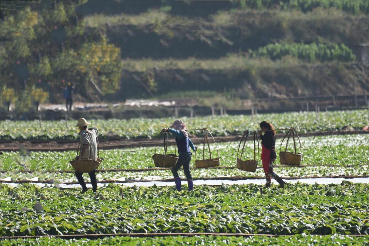 露天菜地被水淹过的蔬菜怎么挽救,雨水淹了蔬菜怎么办