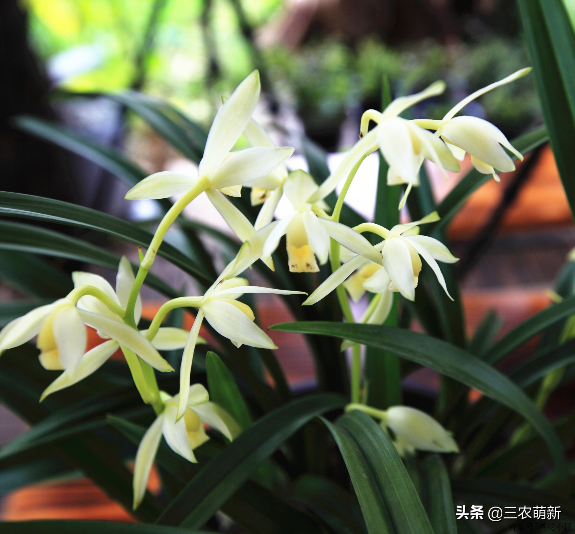 什么样的兰花好养并且花好看且香,兰花哪个品种好活好养又好看