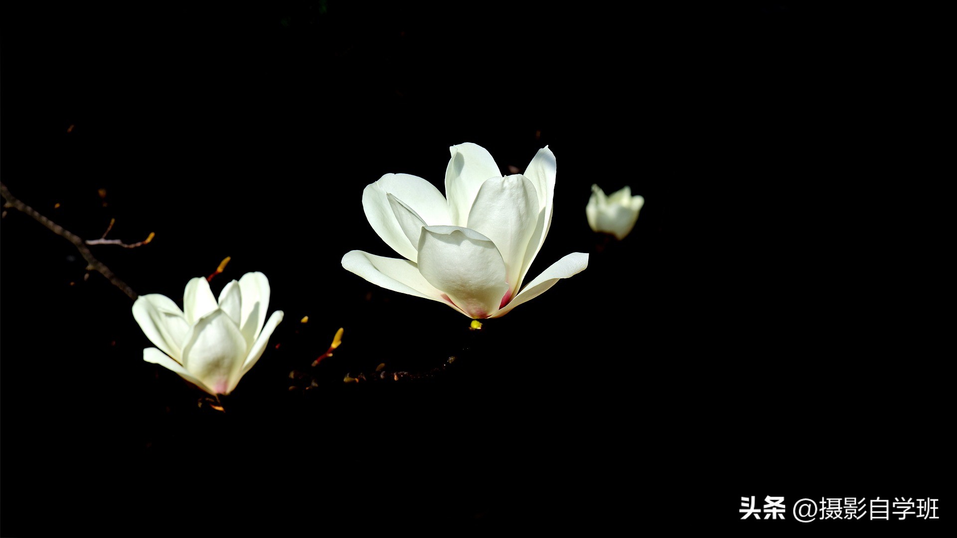 手机拍摄花朵怎么把背景变成黑色,安卓手机怎样拍摄花朵黑背景