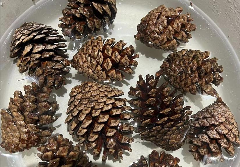 松果的生长过程小视频,松果成长过程