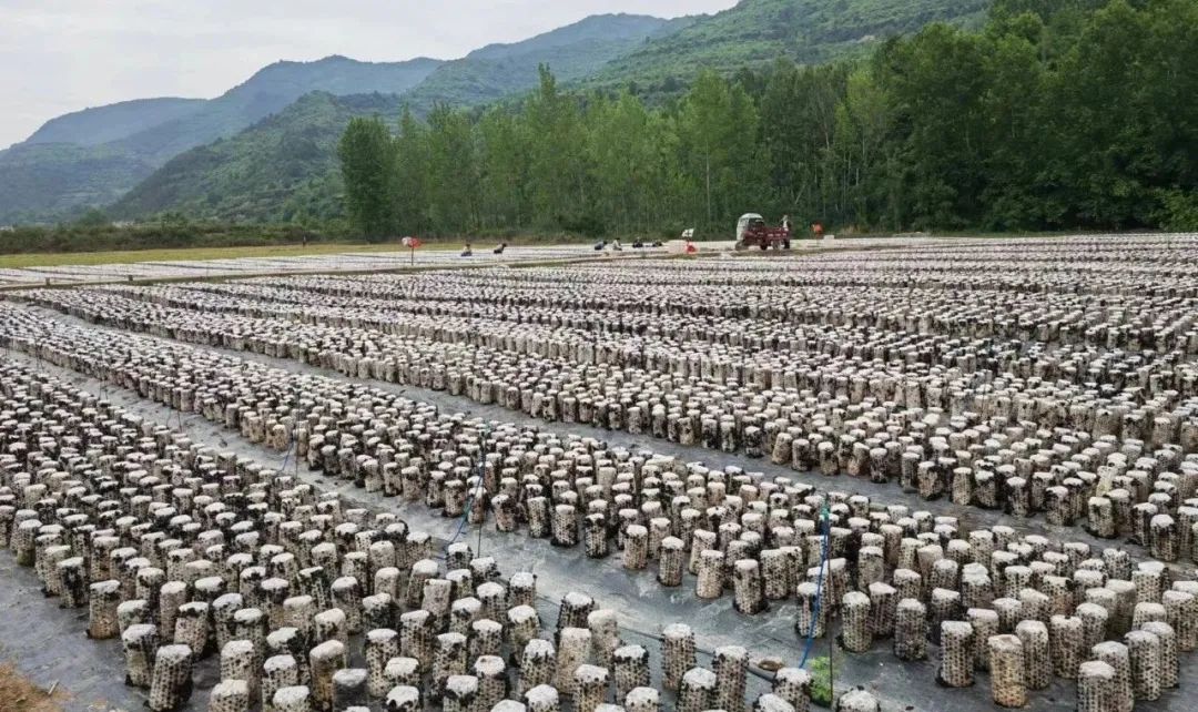 【妇女就业】在左家，有一种幸福叫“家门口”吃上“产业饭”