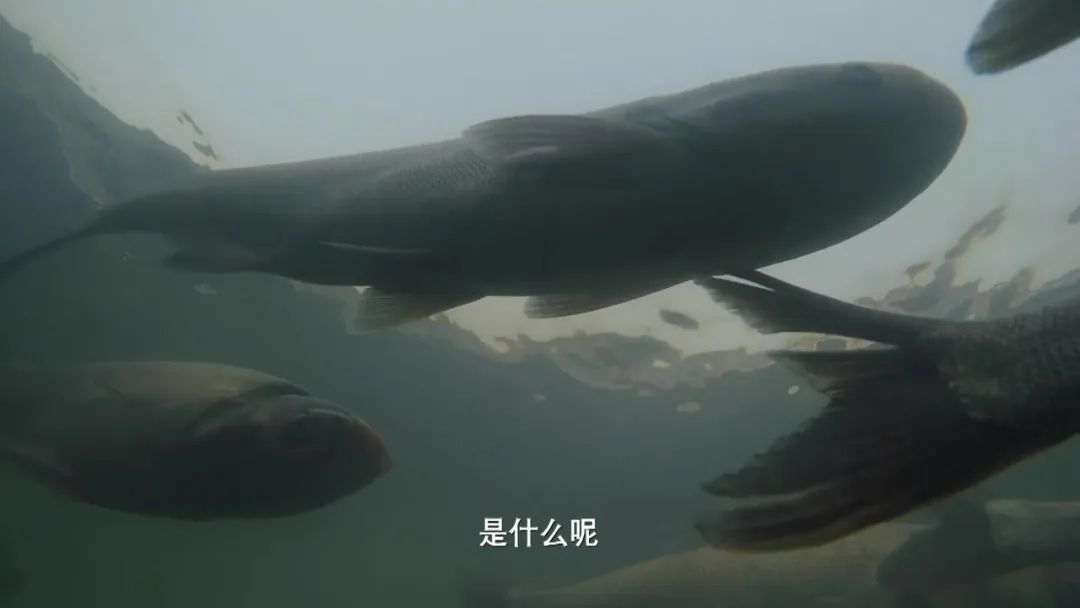 好物节食品,好物节好物