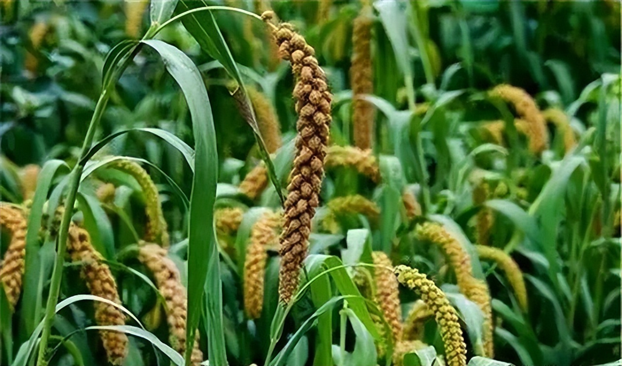 谷子的种植技术与管理课件,旱地谷子种植技术规范