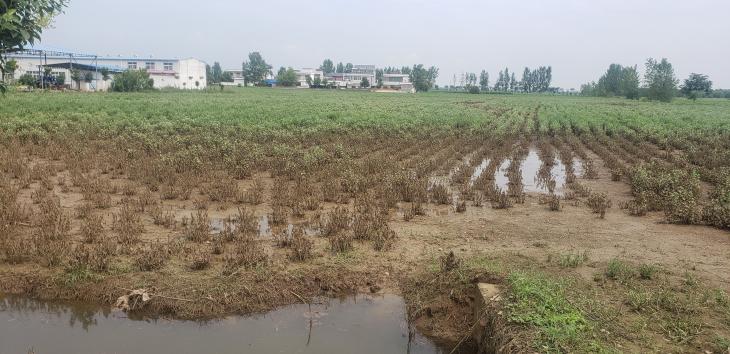 艾草怕旱还是怕涝,艾草病害管理