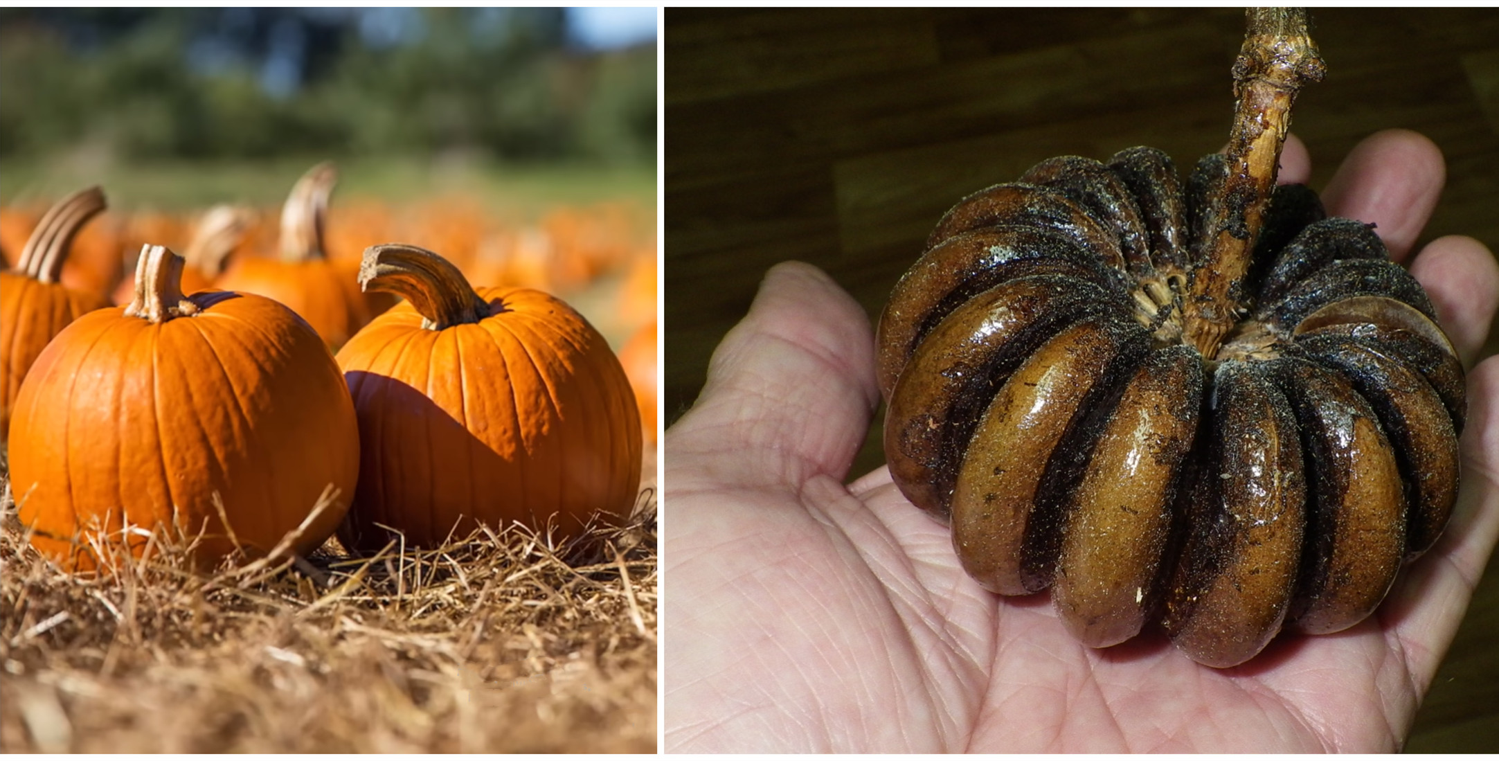 世界上最危险的十种树排行完整,史上最危险的4种树