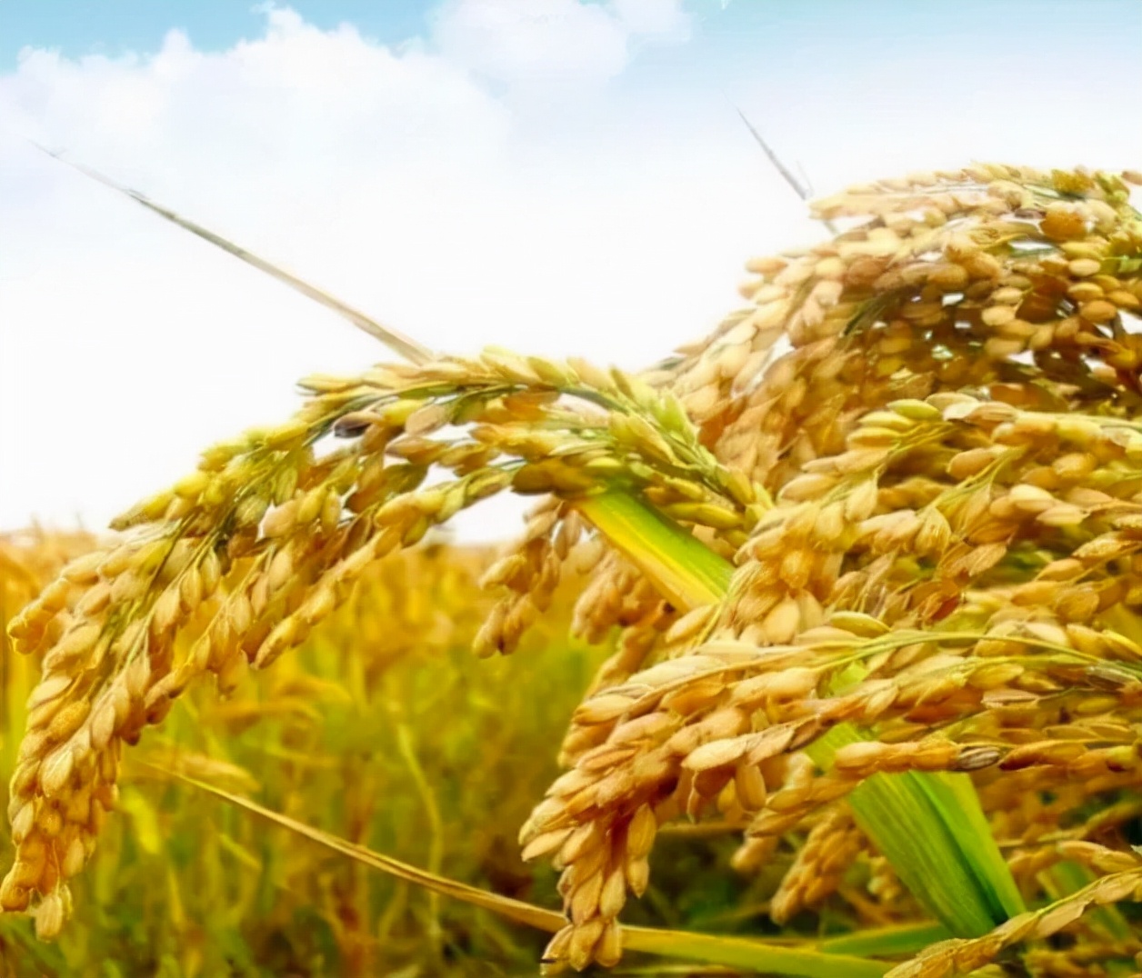 “世”说新语｜五谷丰登，粮安天下，中医药守健康