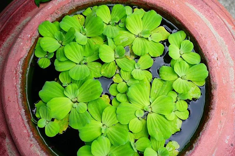 最好养的观赏鱼冷水鱼有哪些中型,冷水鱼有哪些观赏鱼比较好看