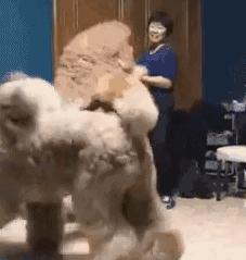 为什么巨型贵宾犬好养,贵宾为什么那么粘人