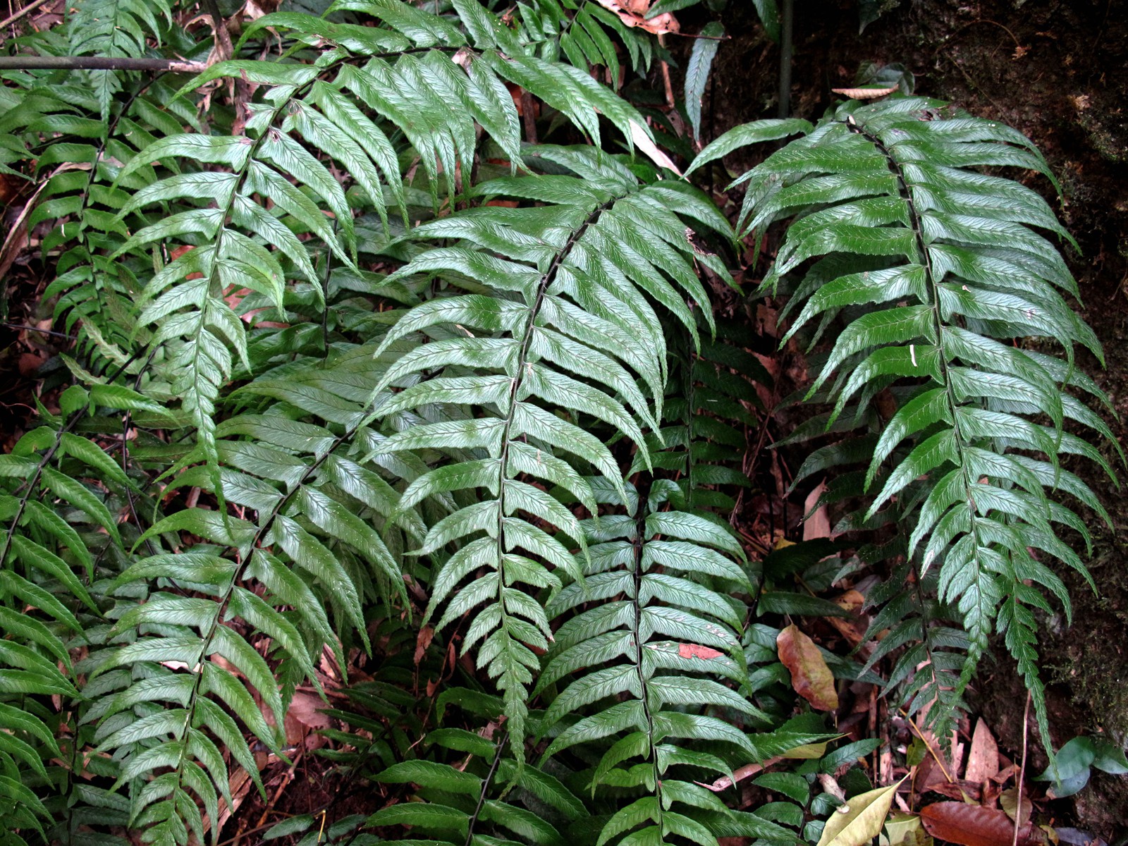 宁波的五龙潭,宁波五龙潭森林公园