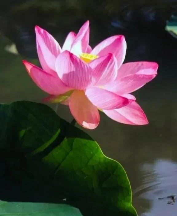 无穷莲叶，精彩纷呈