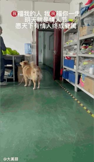 土狗月薪3000,小土狗打工