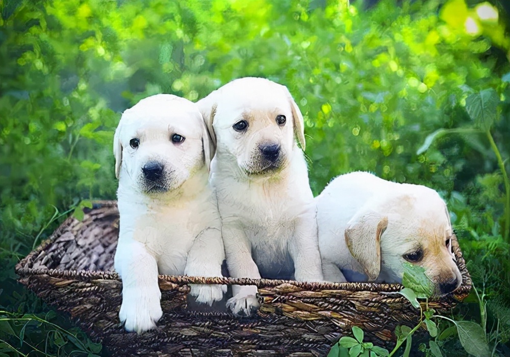 宠物疾病知识,宠物知识入门大全