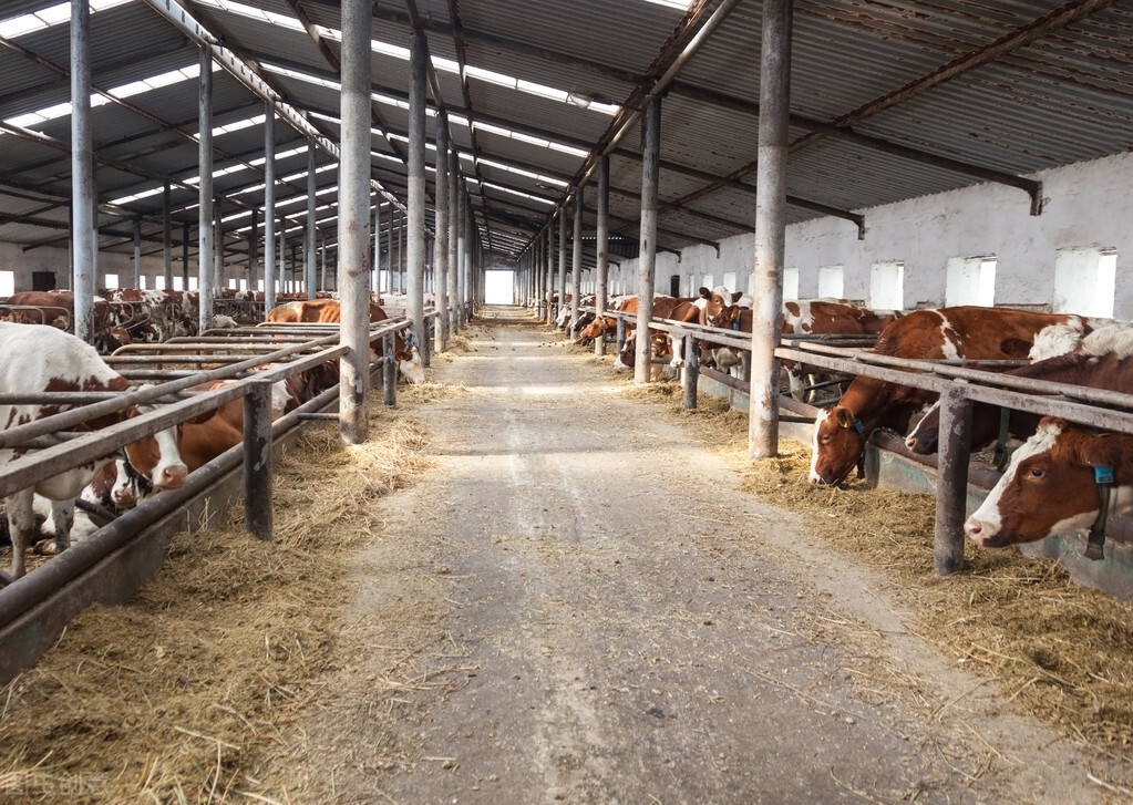 说明文写一写牛的外形特点,牛的一些介绍和特点是什么