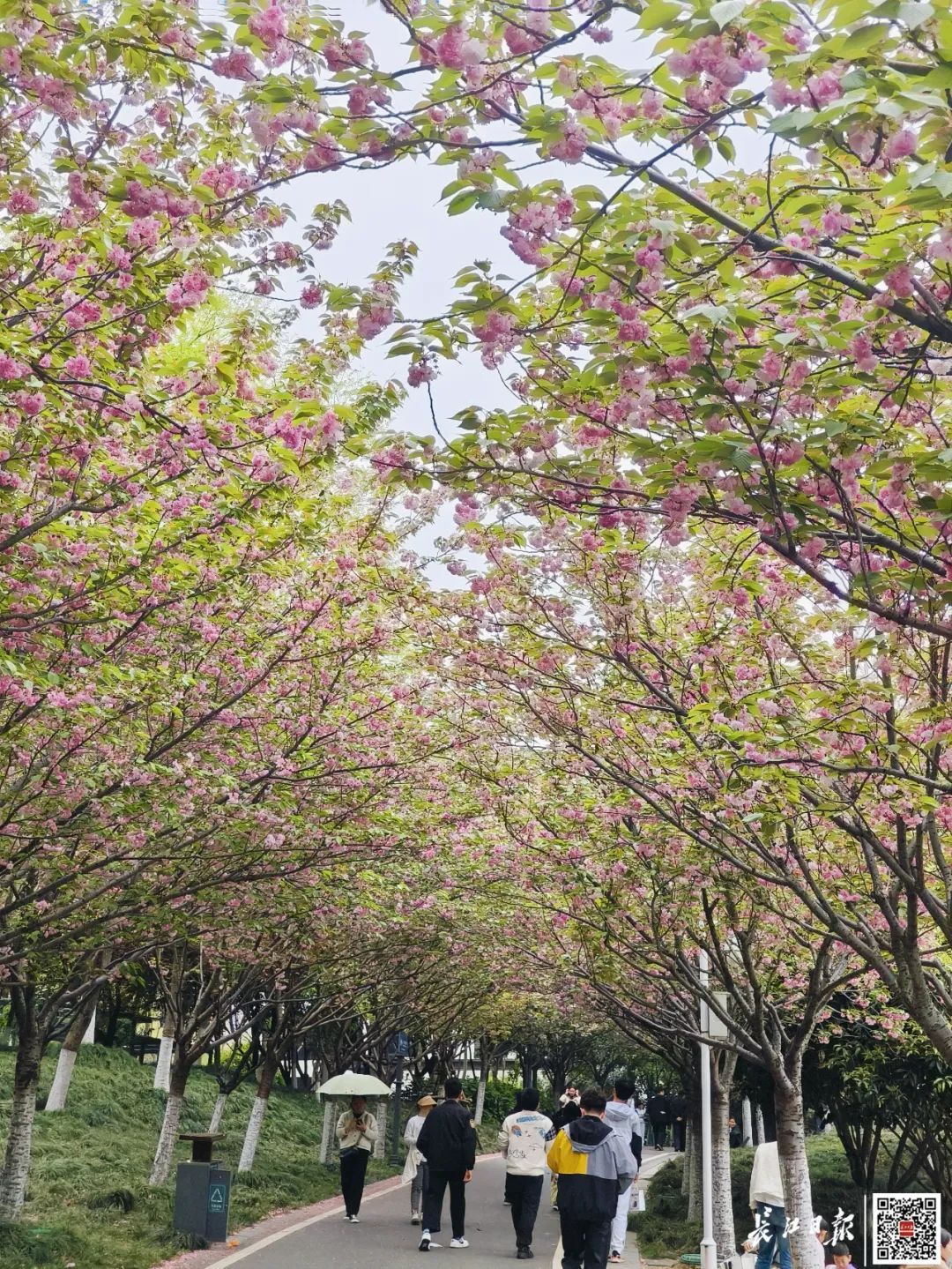 东湖樱园暂停营业原因,东湖樱花园暂停开放该从哪进