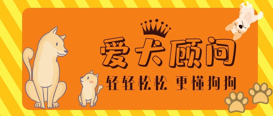 如何培养狗狗安静的性格,怎么纠正狗狗的胆小习惯