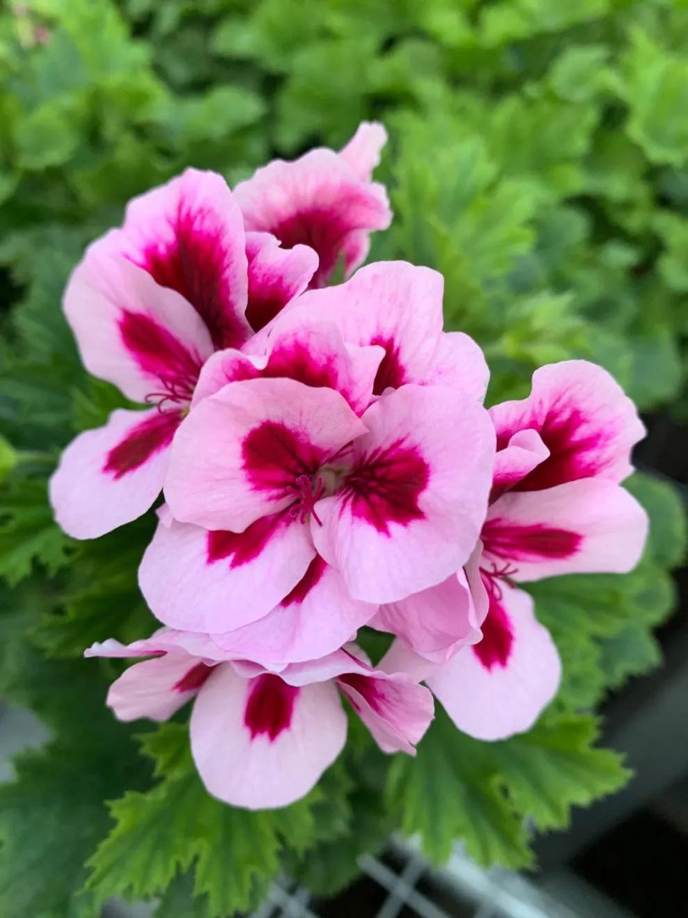 蝴蝶梅修剪视频教程,蝴蝶梅可以养老桩吗