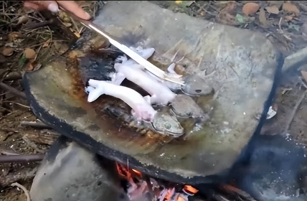 真正的丛林美食有哪些,硬核知识大全100个