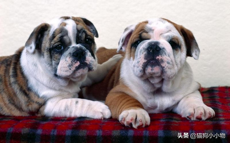 狗狗常见的4种“交配”方式，网友直呼：绝了