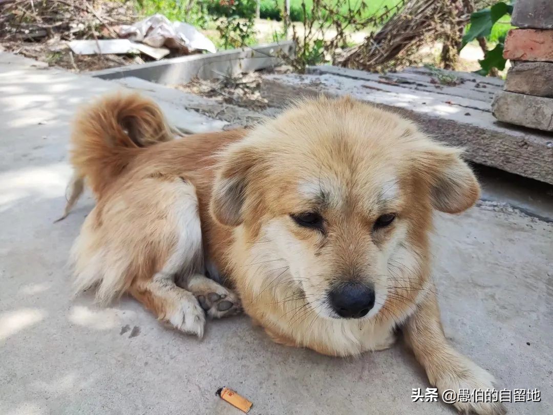 五一快到了农村拔蒜苔,五一劳动节收蒜苔