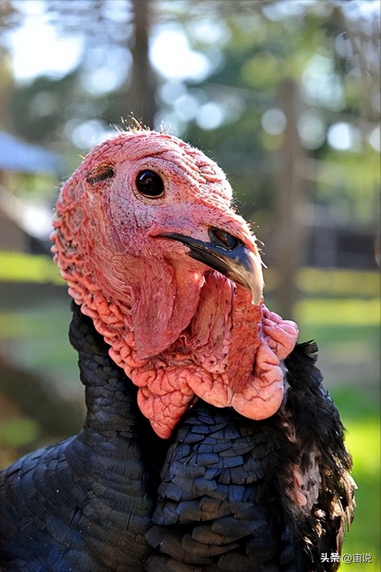 火鸡是否适应寒带地区养殖,火鸡养殖及营养价值