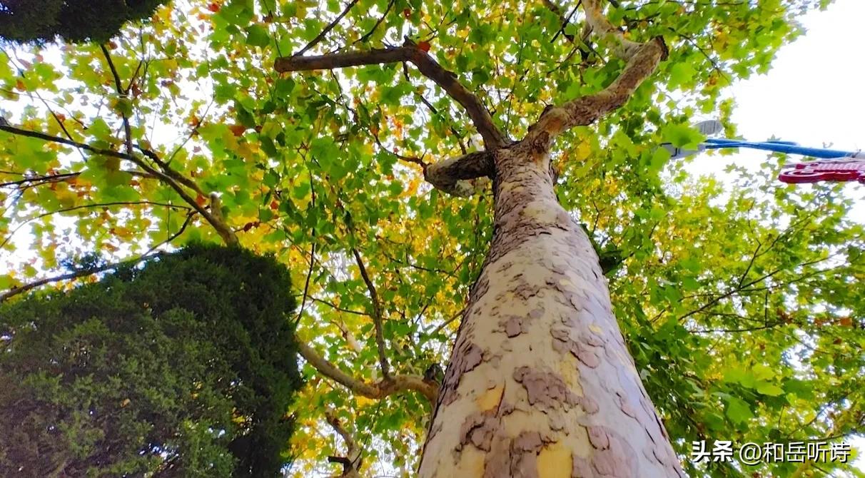 苏东坡的春夏秋冬诗句,春夏秋冬苏东坡