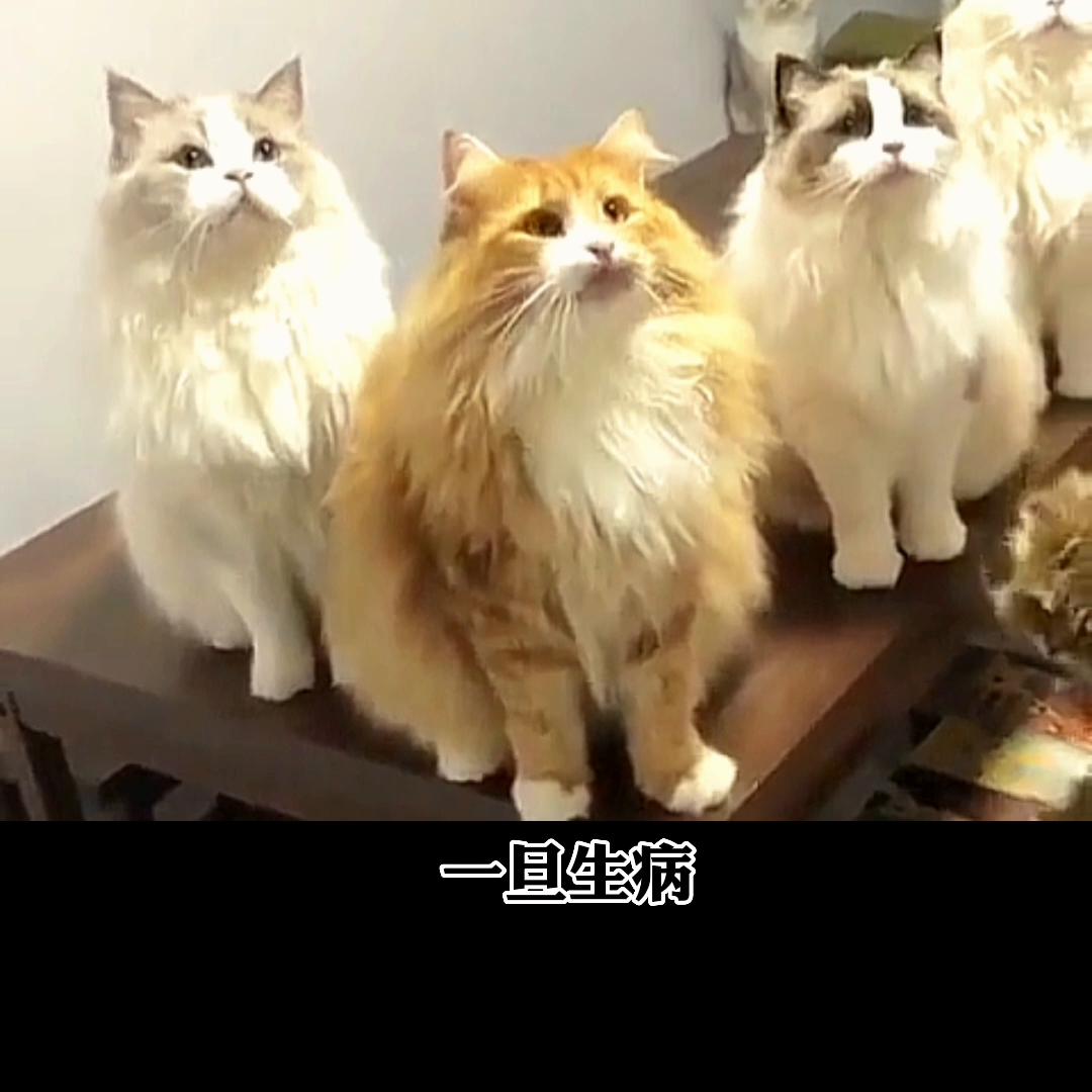 你喜欢布偶么,布偶猫生病的6种症状养猫必看
