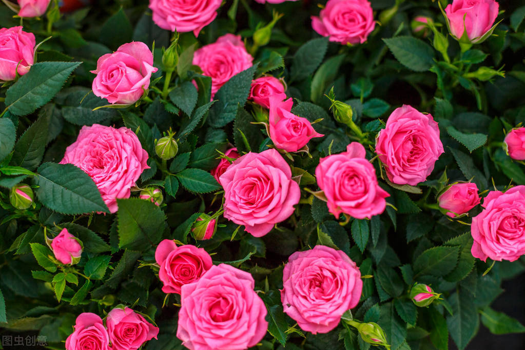 自己得了妇科炎症是老公出轨了吗,老婆有妇科炎症老公被传染了