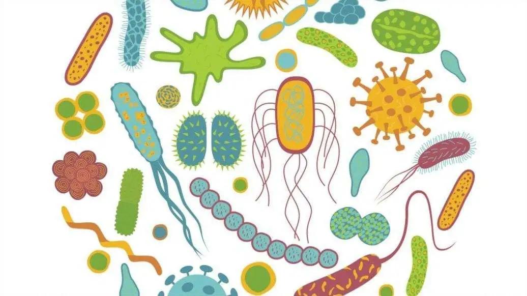 来自微生物群的“肺腑之言”——我们和大脑是“亲兄弟”