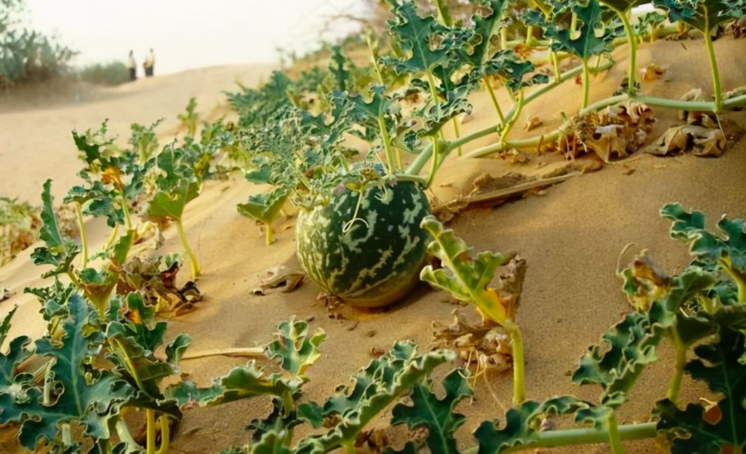 沙漠有西瓜为什么无人敢吃,沙漠里有西瓜为何没有人去吃
