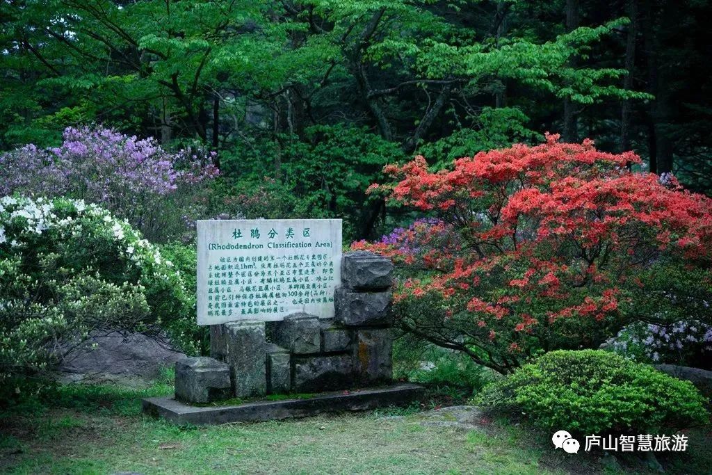 这个七月,这个七月朗读视频