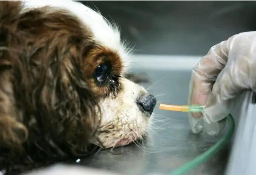 狗狗挑食不吃狗粮一般需要饿几天,如何让狗狗快速养成不挑食的习惯