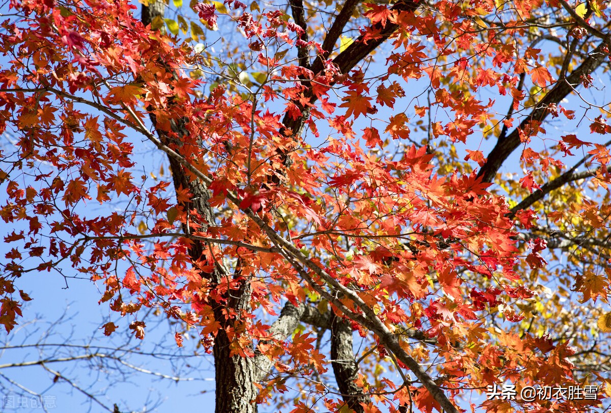 涓冪粷鍒濆啲绾㈠彾,鍘熷垱鍒濆啲绾㈠彾涓冪粷