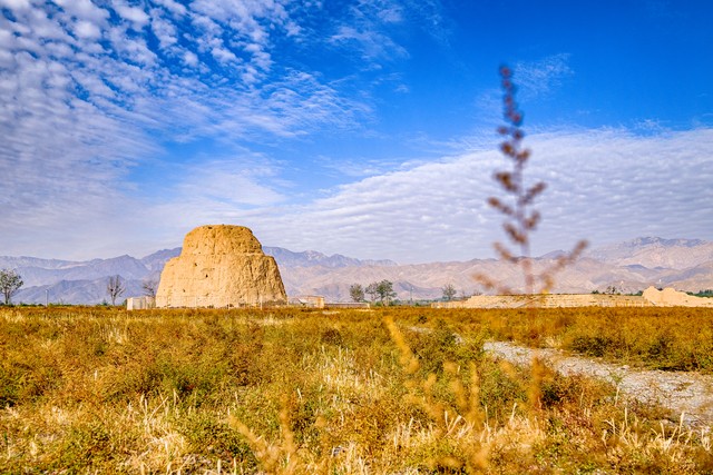 正宗宁夏红枸杞风景,宁夏红色枸杞