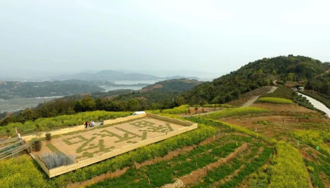 福建畲依茗白茶有限公司,福鼎市畲依茗白茶有限公司
