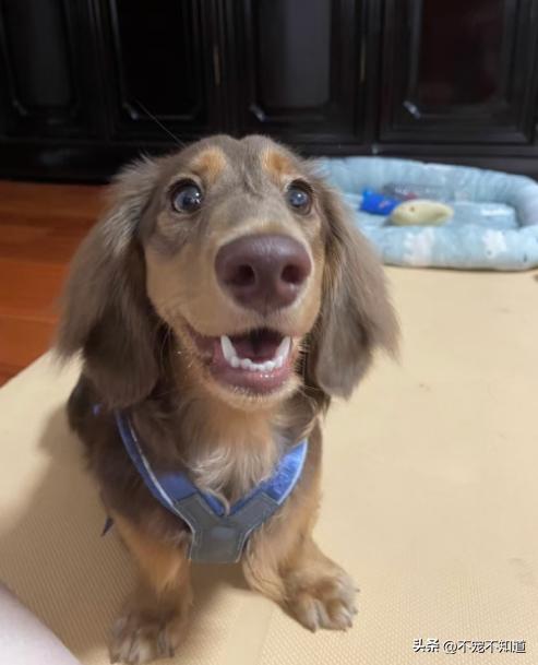 狗狗刚洗完澡还是有体味怎么办,狗狗洗完澡也很臭怎么回事