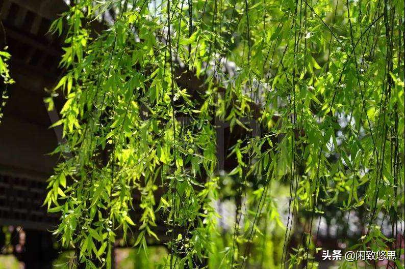 散文五月的校园怎么写,五月的私语散文