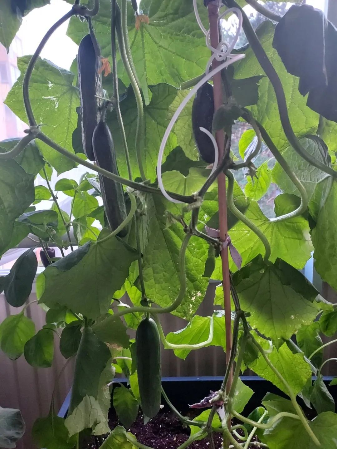 阳台种菜技巧大全,阳台小菜园怎么种菜