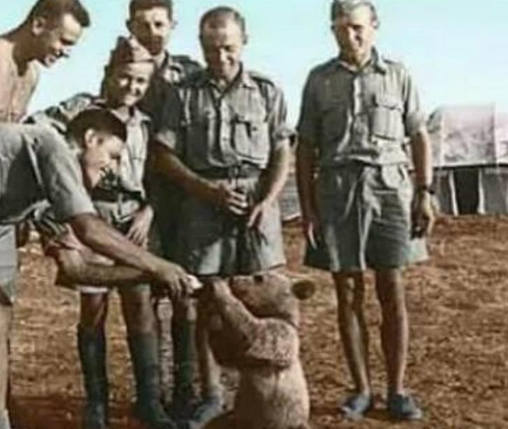 唯一参加过二战的棕熊与士兵训练,参加二战的俄罗斯熊