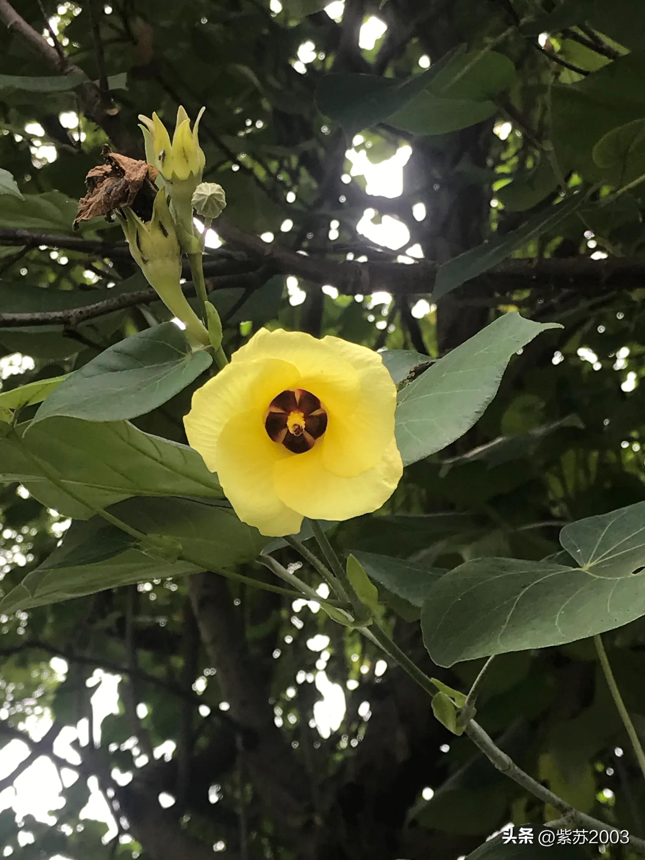 17000后的第一笔收益,头条视频首发收益会翻倍吗