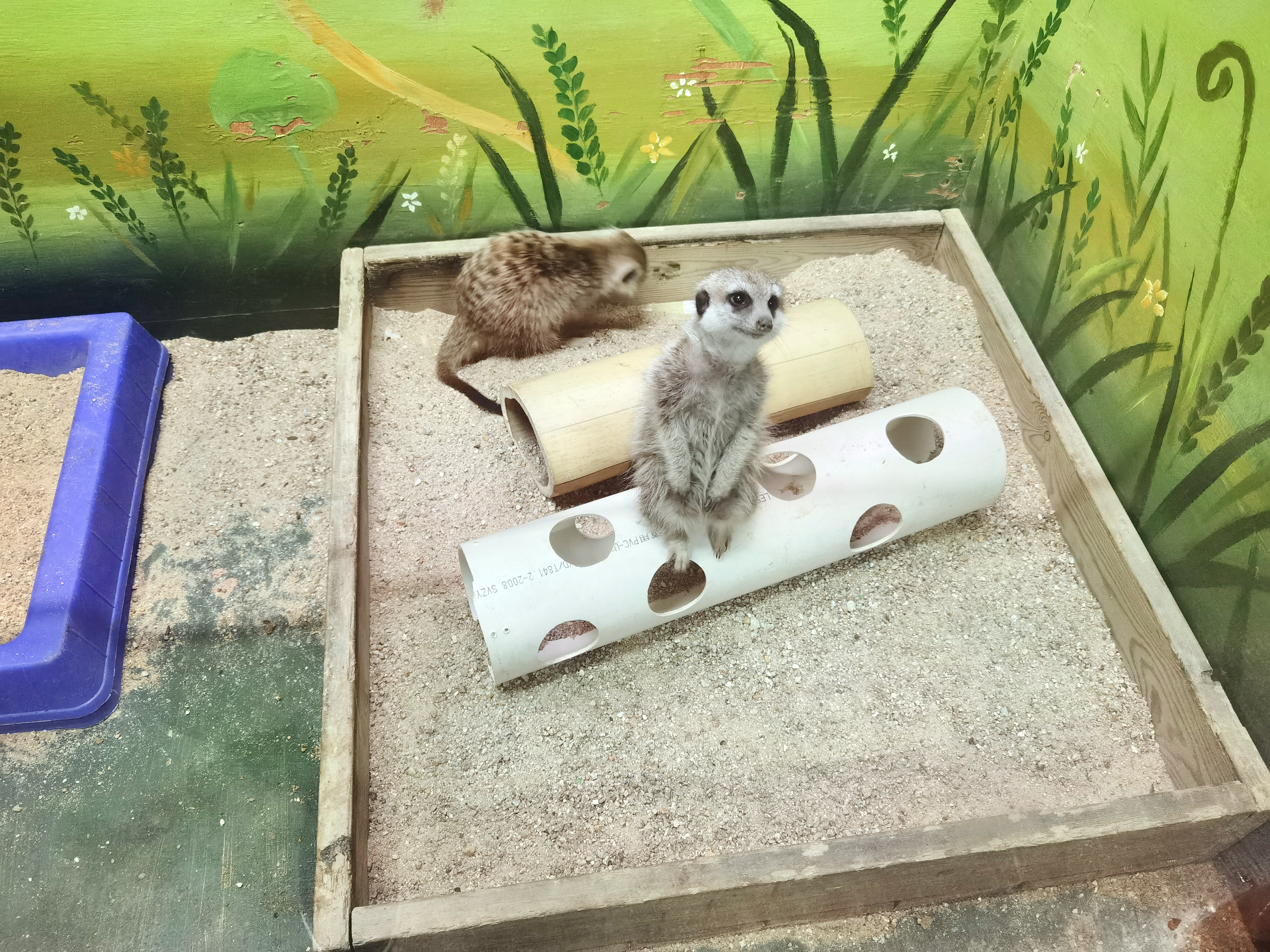 长隆野生动物园,在长隆野生动物园过生日