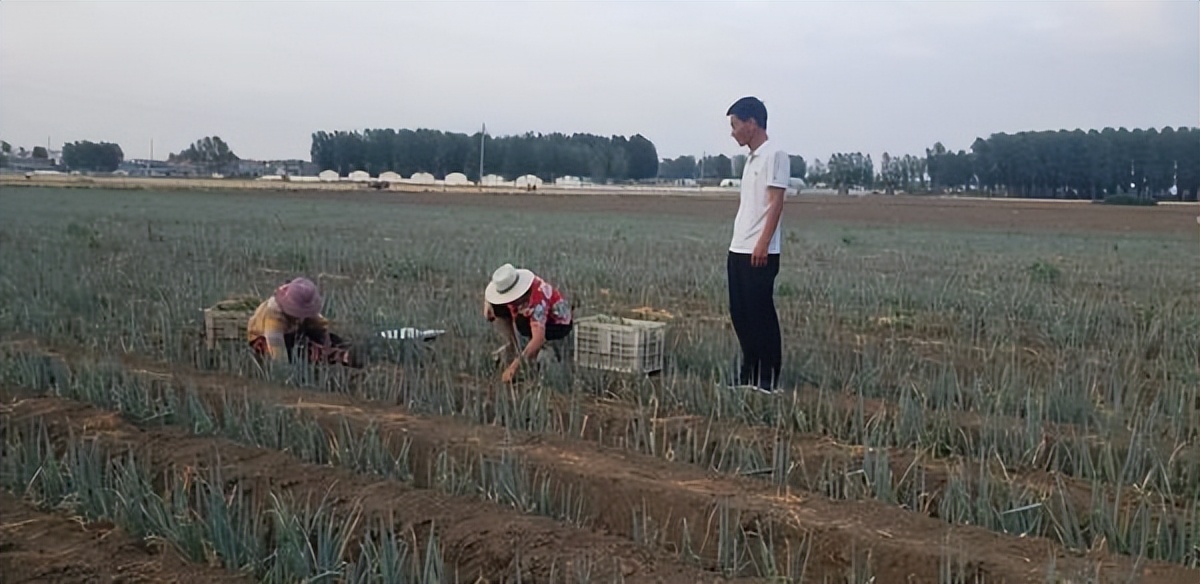 河南叶县：致富路上“葱”满希望